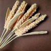 Picture of Wheat - realistic handmade crochet plants